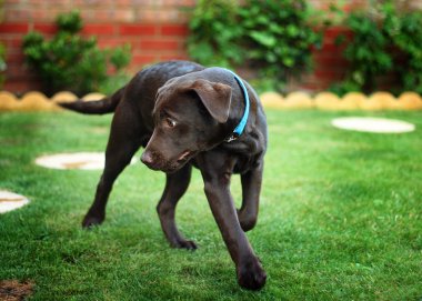 Chocolate Labrador Puppy clipart