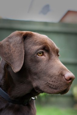 çikolata labrador yavrusu