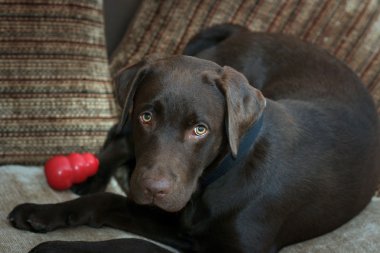 çikolata labrador yavrusu