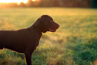 çikolata labrador yavrusu