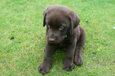 çikolata labrador yavrusu