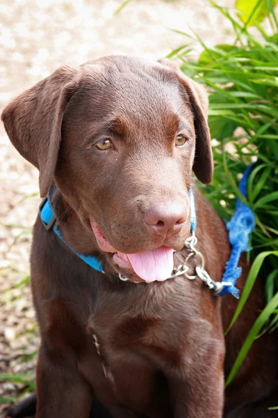 チョコレートのラブラドール子犬 — ストック写真