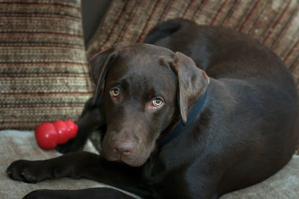 Chocolate Labrador Puppy — Stock Photo, Image