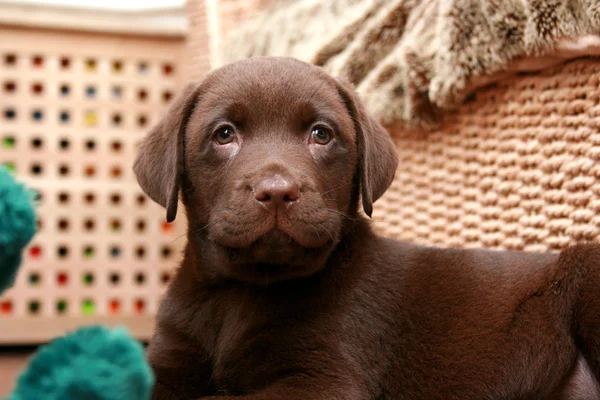 Čokoládový labrador štěně — Stock fotografie