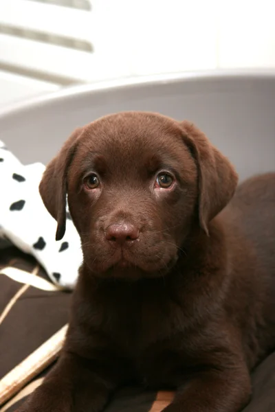 Chocolate Labrador Puppy — Stock Photo, Image