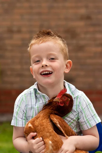 Piccolo ragazzo che gioca con il suo pollo domestico — Foto Stock
