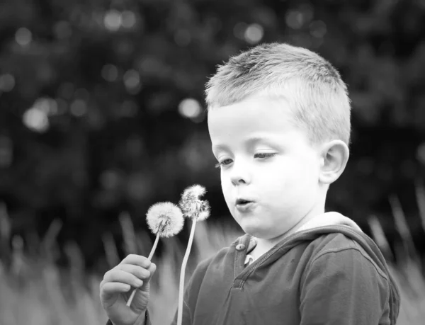 Lille pojken blåser en maskros växt — Stockfoto