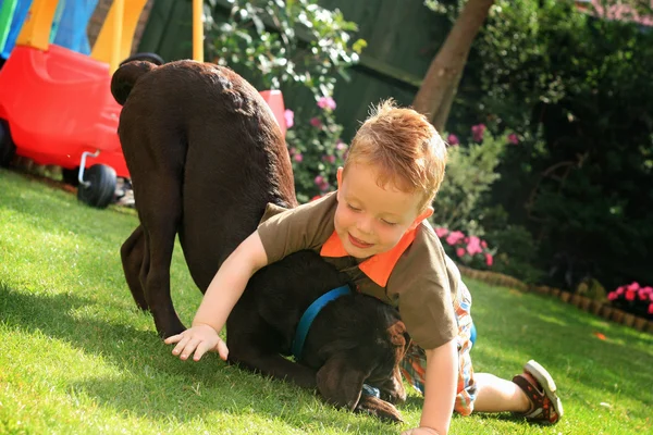 Kisfiú játszik ő aranyos csokoládé labrador kiskutya Jogdíjmentes Stock Képek