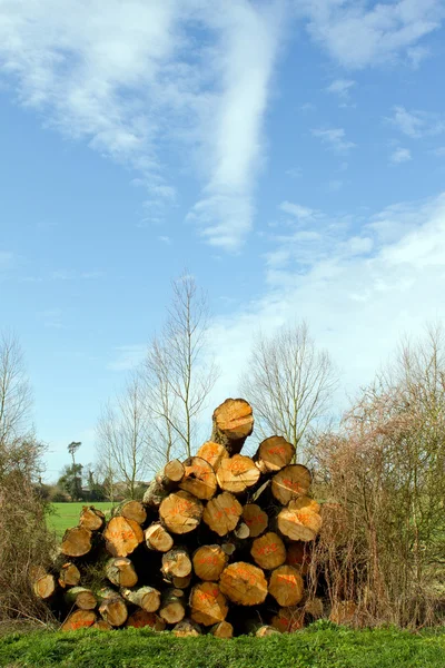 Logs — Stock Photo, Image