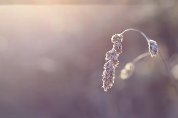 stock image Grass in Winter