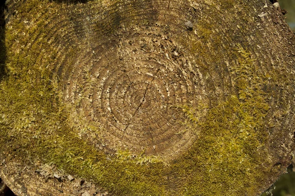 Gesneden boomstam bedekt met mos — Stockfoto