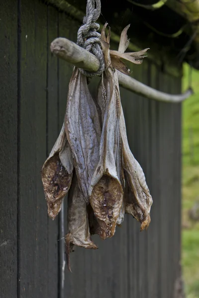 stock image Stockfish hanging outside house