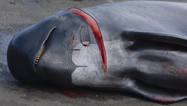 Dead pilot whale