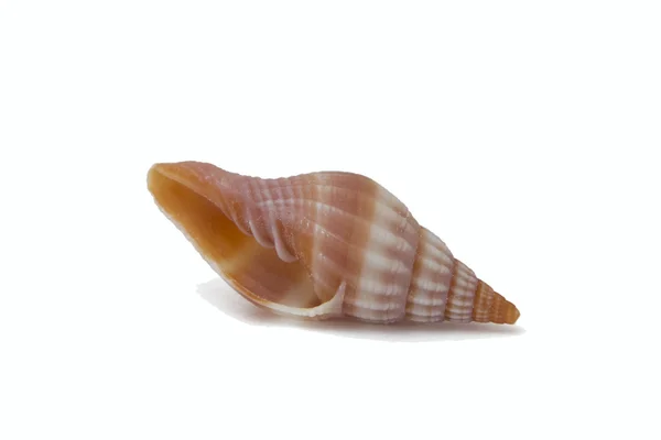 stock image оne shell