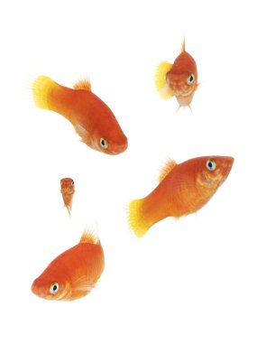 goldfishes