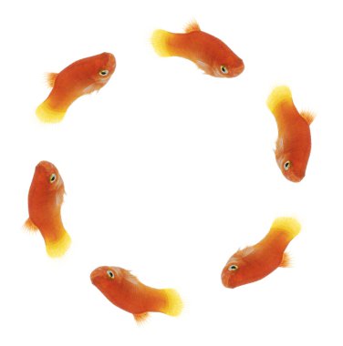 Fishcircle