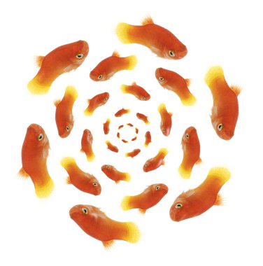 goldfishes