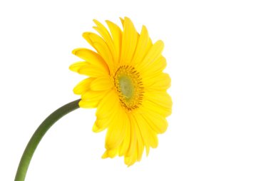 Gerbera