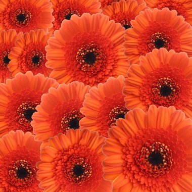 Gerbera