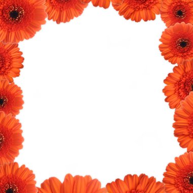 Gerbera