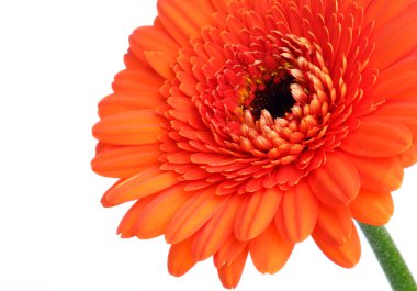 Gerbera