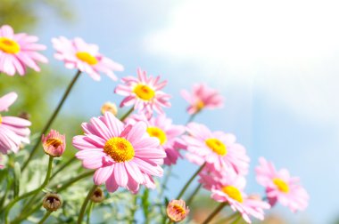 Pink daisy clipart