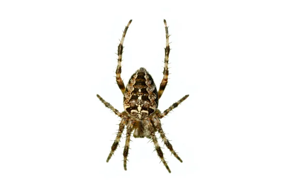 Spider — Stock Photo, Image