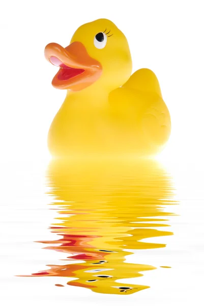 O pato. — Fotografia de Stock