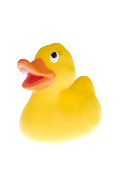 The duck — Stock Photo, Image