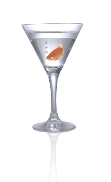 Lonely goldfish — Stock Photo, Image
