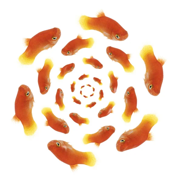 stock image Goldfishes