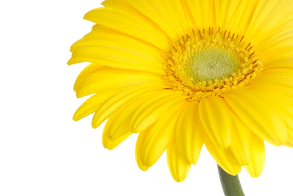 stock image Gerbera