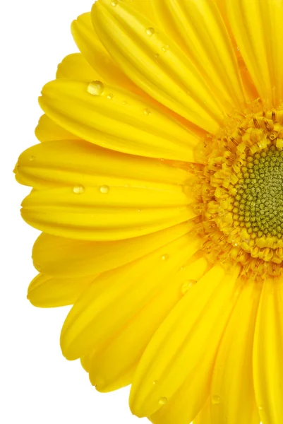 stock image Gerbera