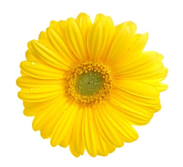 stock image Gerbera