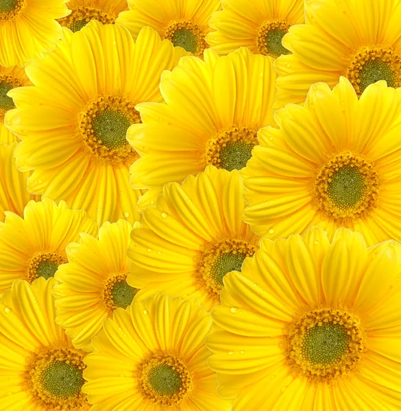 stock image Gerbera