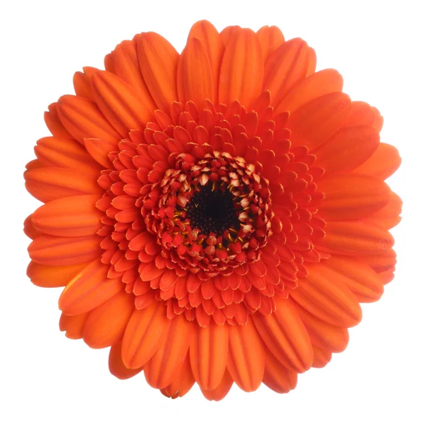 stock image Gerbera