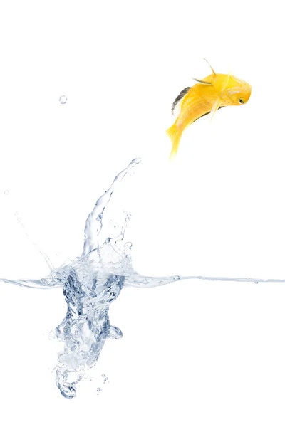 Skoki żółta ryba — Zdjęcie stockowe