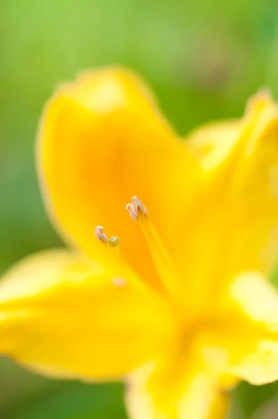 stock image Yellow flower