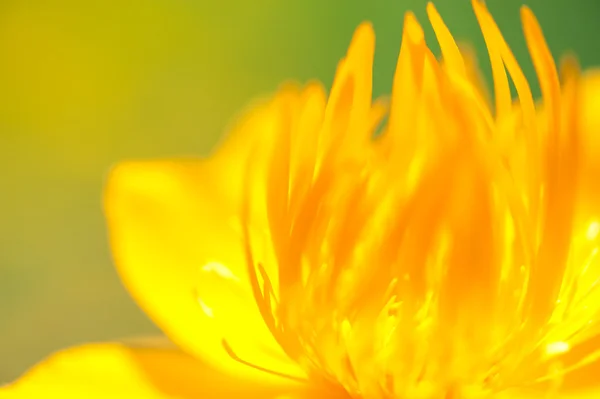 stock image Yellow flower