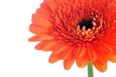 Gerbera