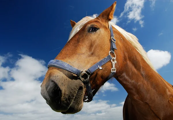 Лошадь Лицензионные Стоковые Фото