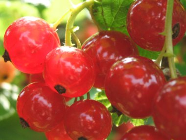 Red currant clipart