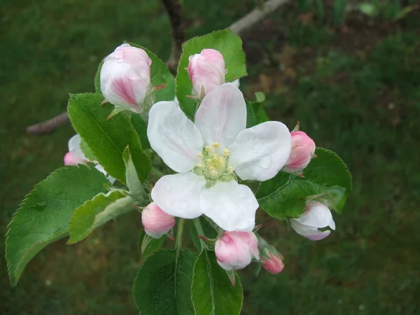 stock image Apple blossom