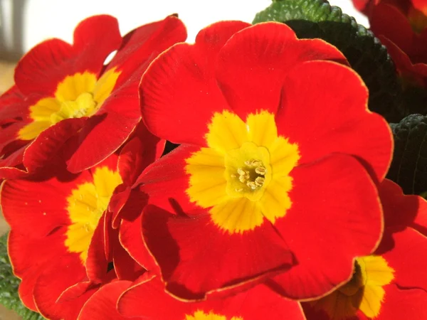 stock image Red Primulas