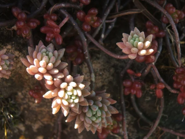 바위 정원에서 부드러운 식물 — 스톡 사진