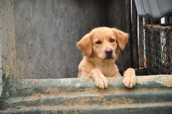 Üzgün Köpek