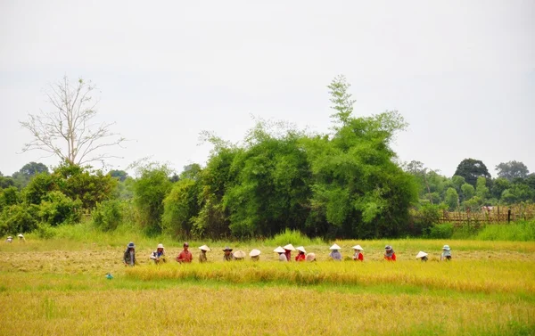 Ryżu rolników — Zdjęcie stockowe