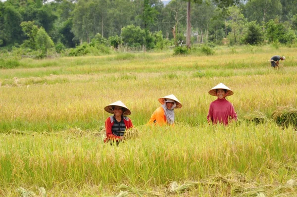 Reisbauern Stockbild