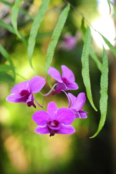 stock image Violet orchid