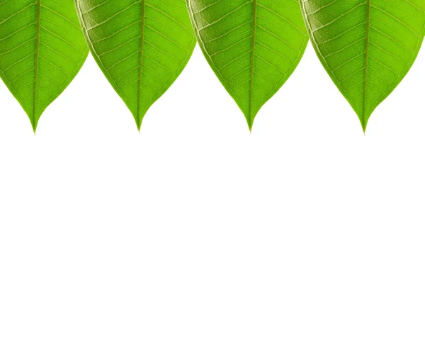 Foliage frame with green leaves — Stock Photo, Image